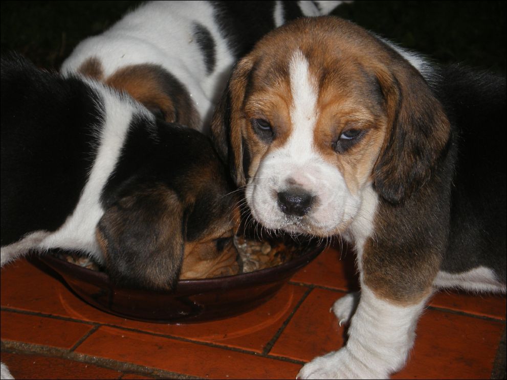cuccioli amelie-70
